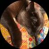 shoppekatz